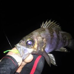 嬉しいピキイチ！