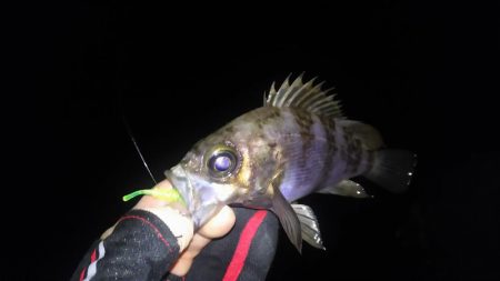 嬉しいピキイチ！