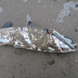 シーバス釣りのはずが