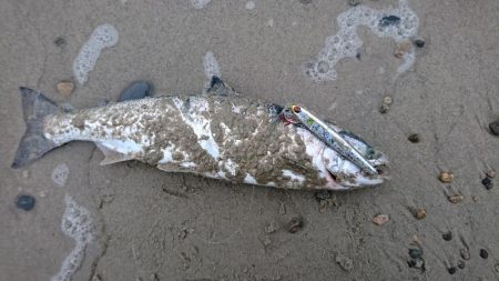 シーバス釣りのはずが