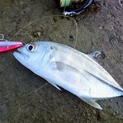 寒気が緩みトップで出ました。