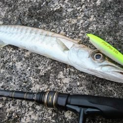 オニカマス以外は激シブ