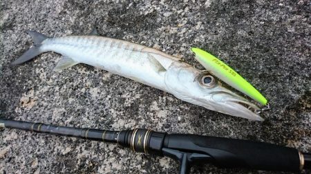 オニカマス以外は激シブ