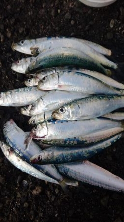 久しブリ❗逃しイワシ