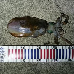 水温が低いので釣れたらいいけど！