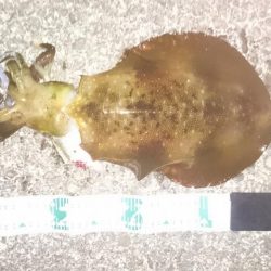 天気がよくてあまり寒く無さそうだったので