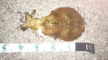 天気がよくてあまり寒く無さそうだったので