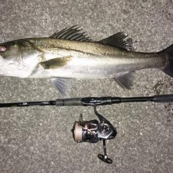 シーバスキャッチ