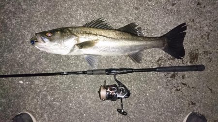 シーバスキャッチ