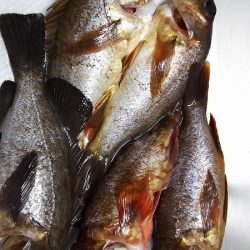 今日は、やっと。でも昨日