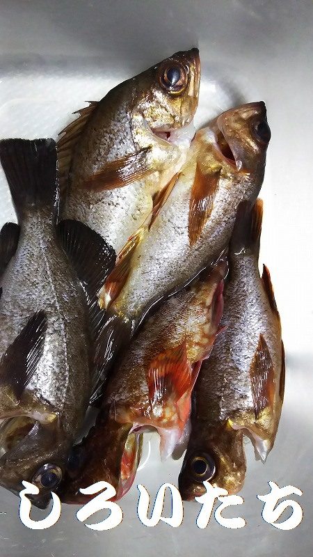 今日は、やっと。でも昨日