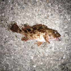 メバルはいずこ…？