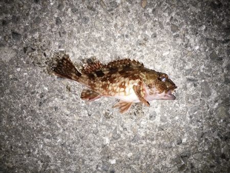 メバルはいずこ…？