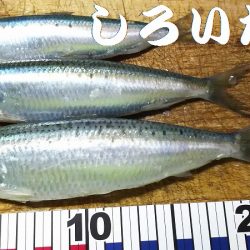 のんびりしてたら・・・。