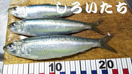 のんびりしてたら・・・。