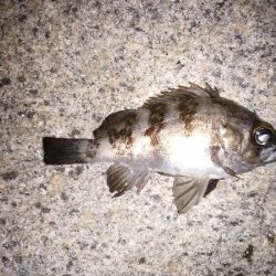 初フロート釣果