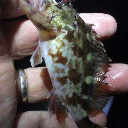 ガシラがよく釣れました。でも・・・