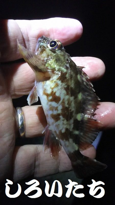 ガシラがよく釣れました。でも・・・