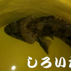 今日もガッシー。