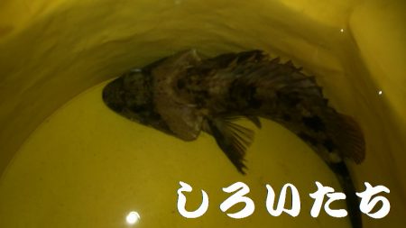 今日もガッシー。