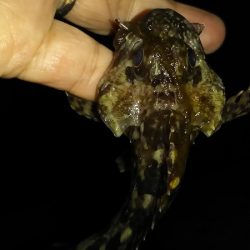 今日こそはメバル釣りたい。