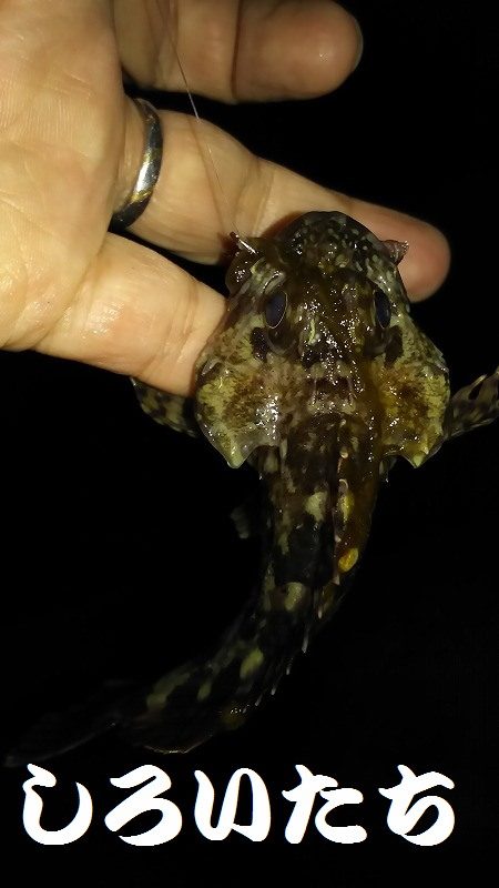 今日こそはメバル釣りたい。