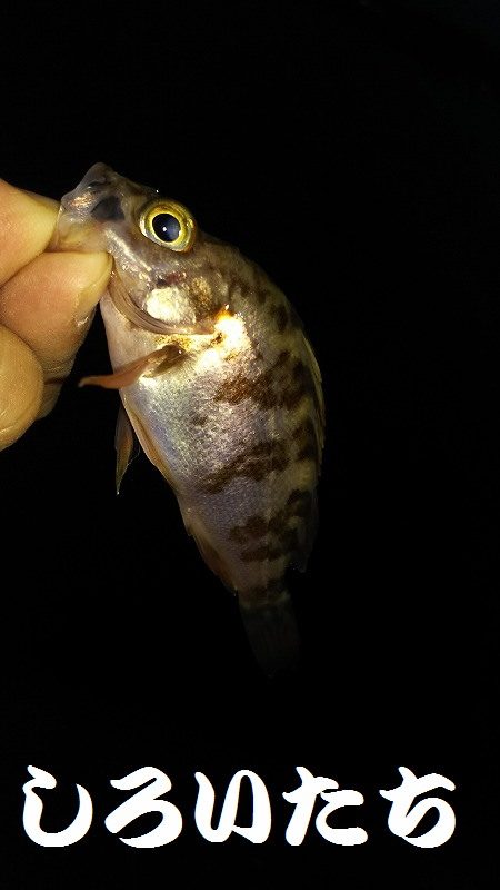 ここまできて、これだけか～