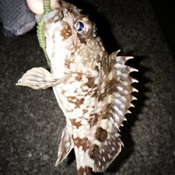 日ムラが激しすぎる…