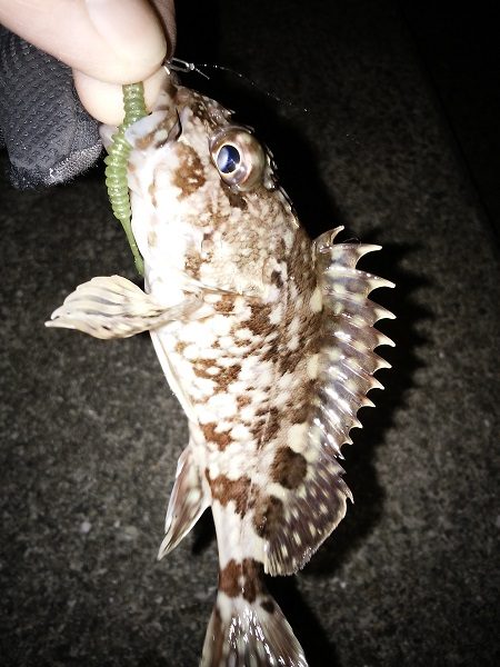 日ムラが激しすぎる…