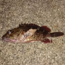 風邪はなかったがアタリもなく