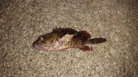 風邪はなかったがアタリもなく