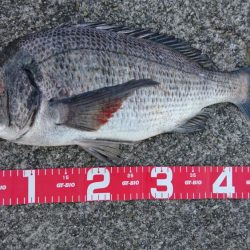 デイチニングで年無し