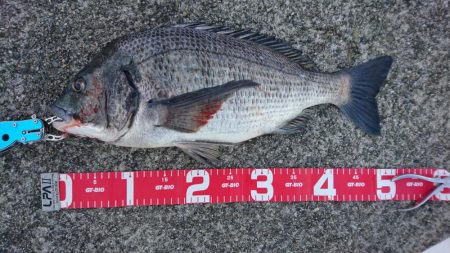 デイチニングで年無し