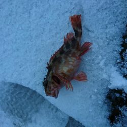 何度目かのヤリイカリベンジ