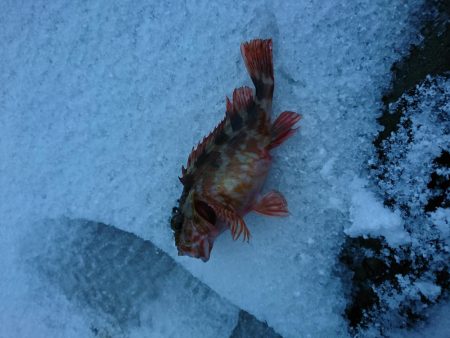 何度目かのヤリイカリベンジ