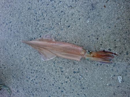 ヤリイカリベンジ！