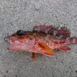 本命はヤリイカだが……