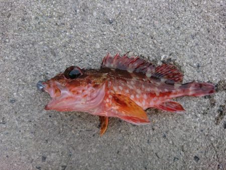 本命はヤリイカだが……