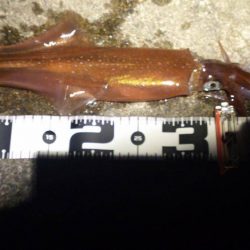 冬のエギング　ロッド・リール　オススメ記事　カンパリ2017