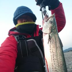 ヒラメ不発でサゴシ。