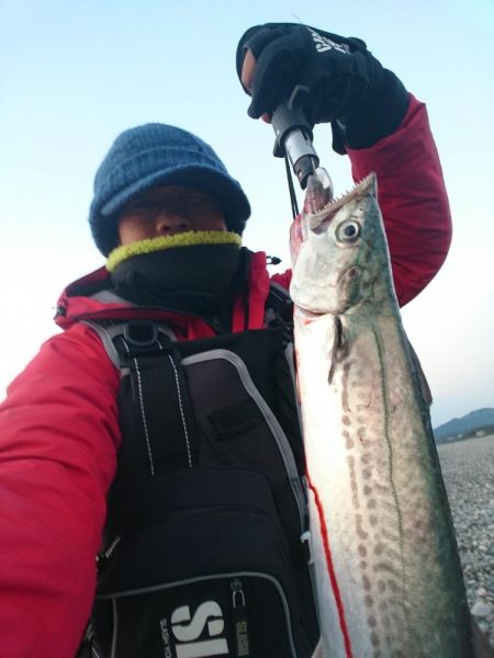 ヒラメ不発でサゴシ。