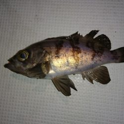 皆既月食ナイトメバルサビキ