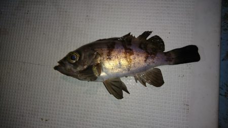 皆既月食ナイトメバルサビキ