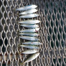 のませでメジロ狙い！！