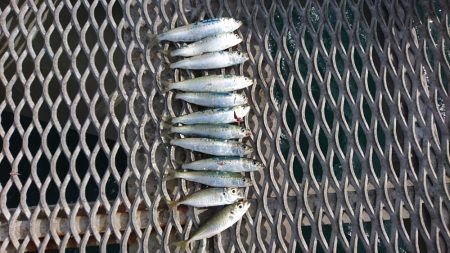 のませでメジロ狙い！！