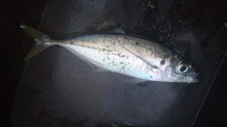 サビキ釣り