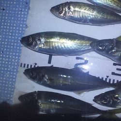 尺アジ　ドォ～ン