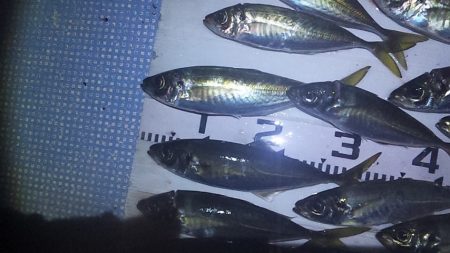 尺アジ　ドォ～ン