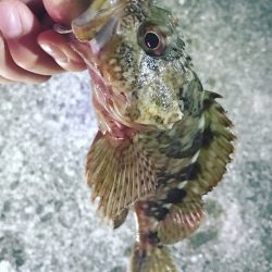 ロックフィッシュ