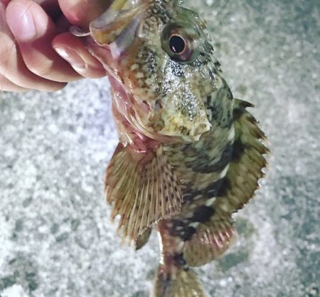 ロックフィッシュ